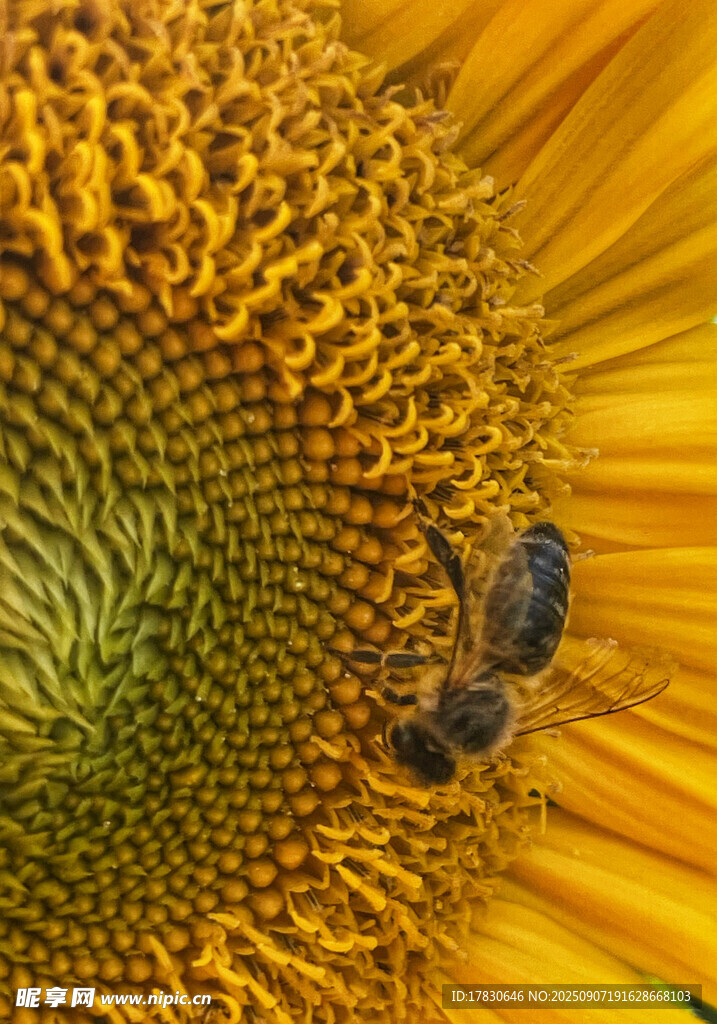 蜜蜂