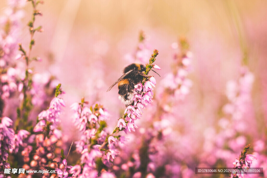 蜜蜂