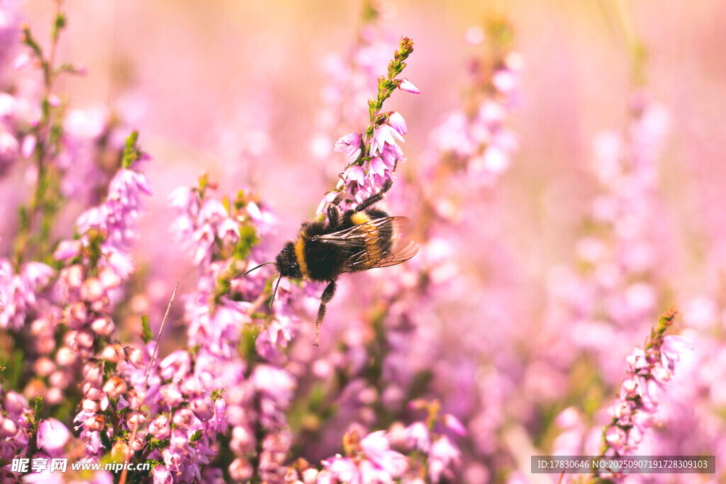 蜜蜂