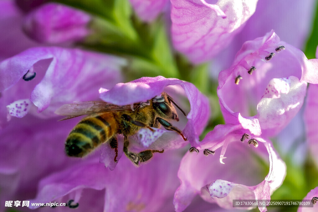 蜜蜂