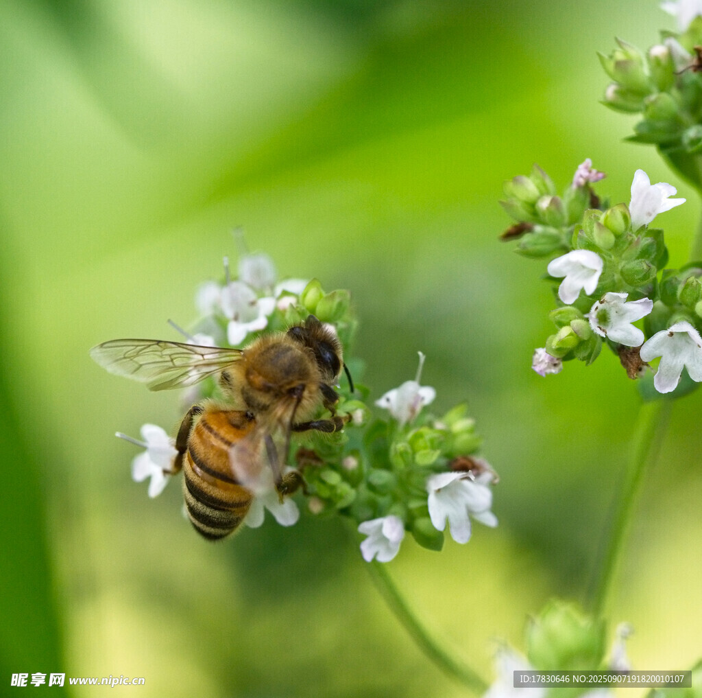 蜜蜂
