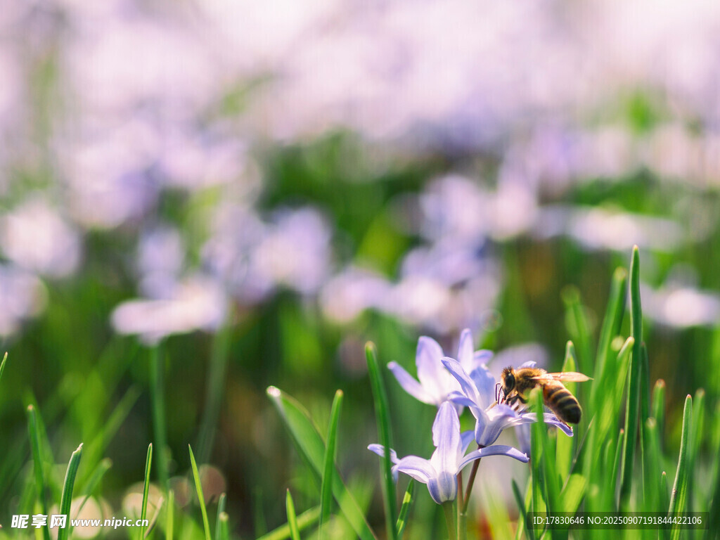 蜜蜂