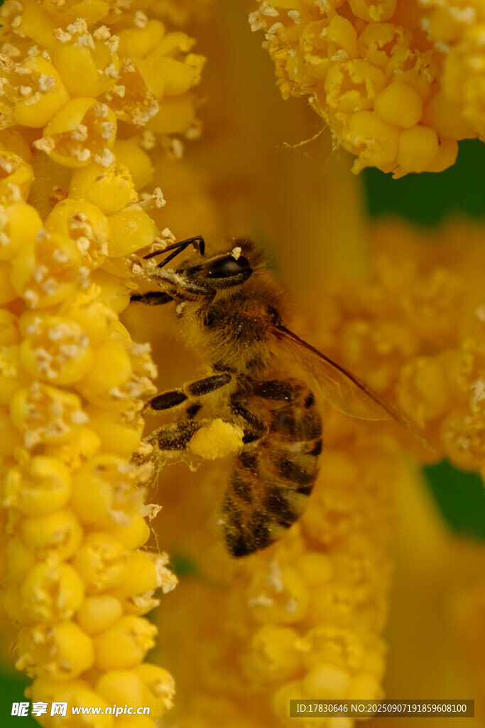 蜜蜂