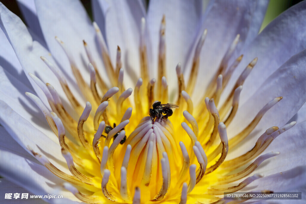 蜜蜂
