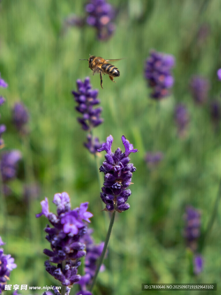 蜜蜂