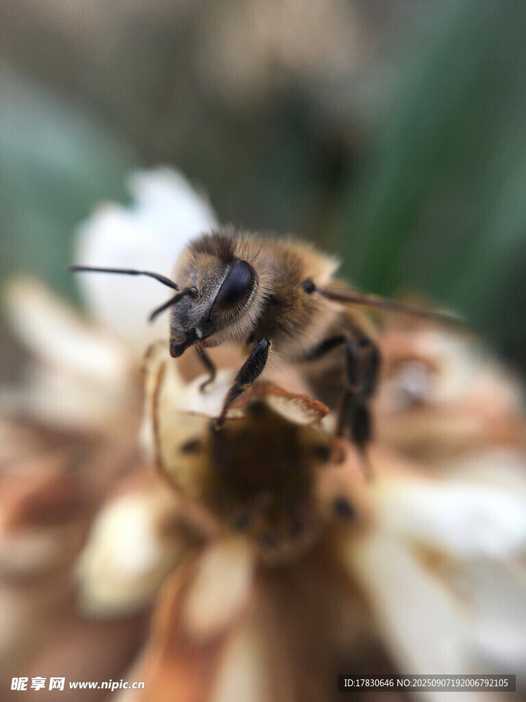 蜜蜂