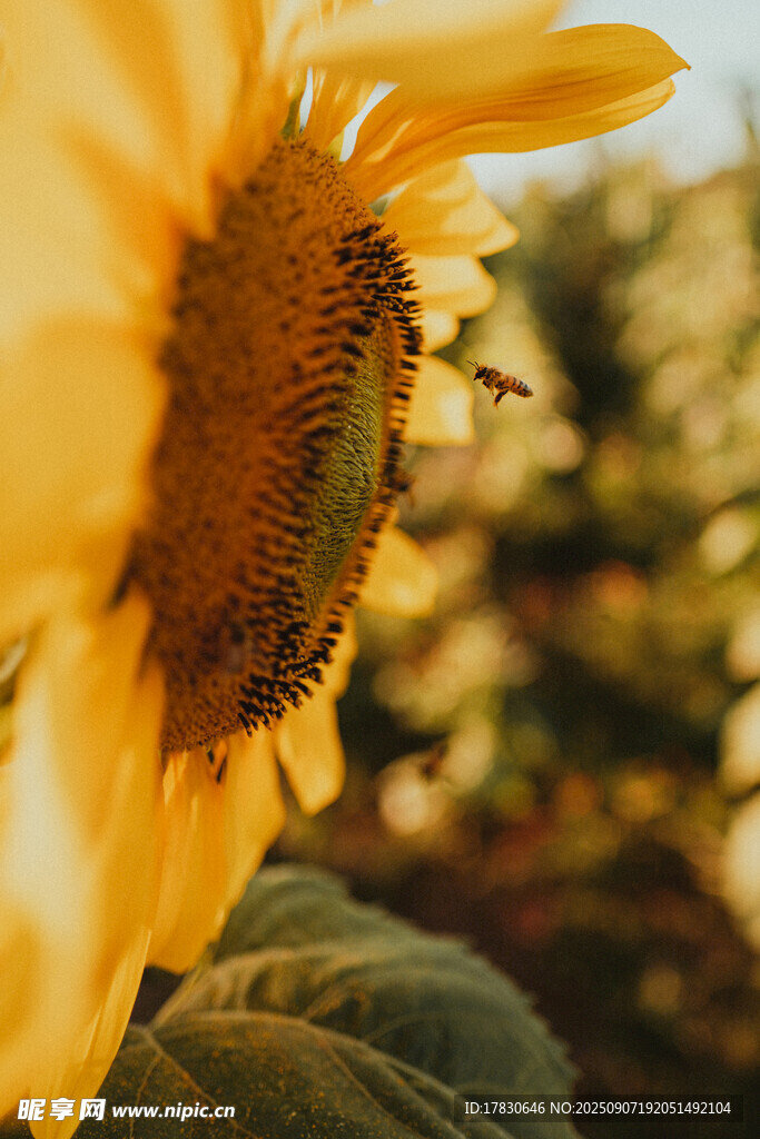 蜜蜂