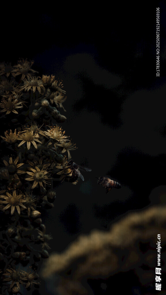 蜜蜂