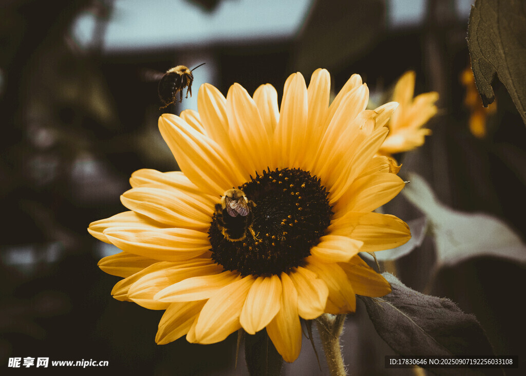 蜜蜂