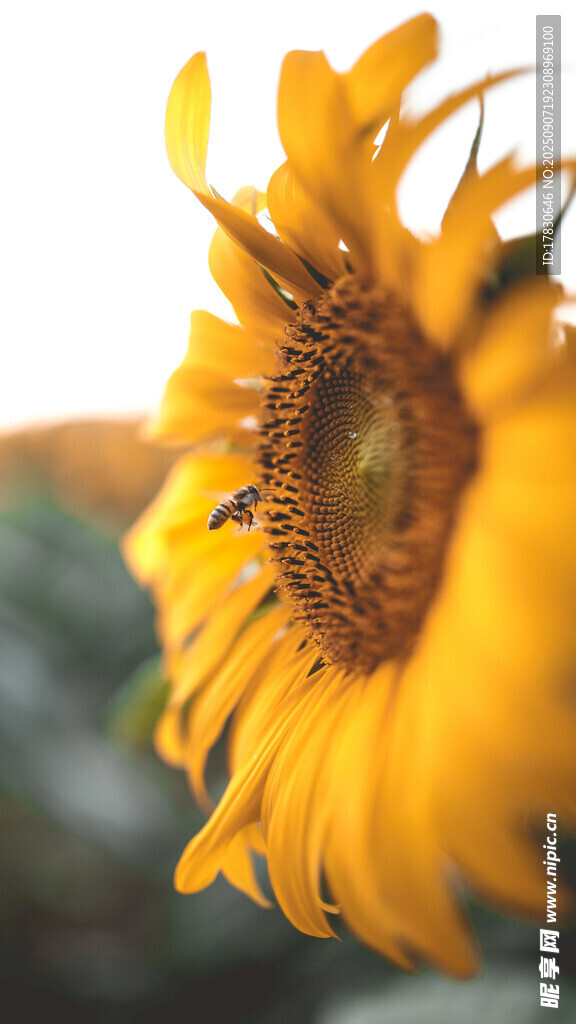 蜜蜂