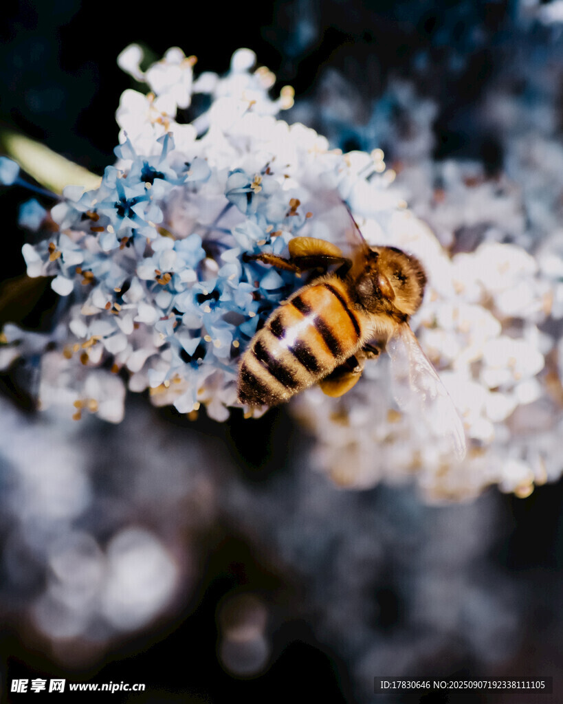蜜蜂