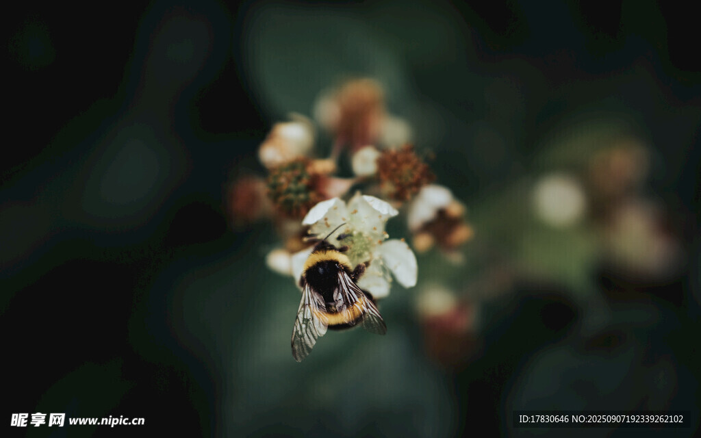 蜜蜂