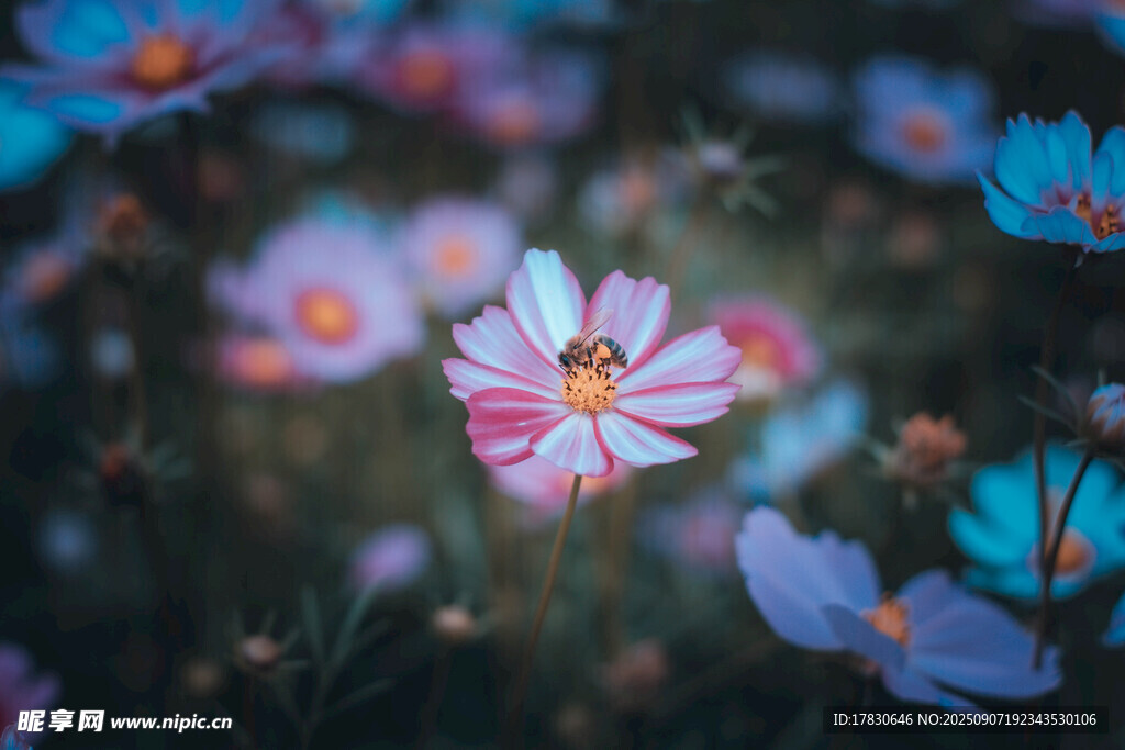 蜜蜂