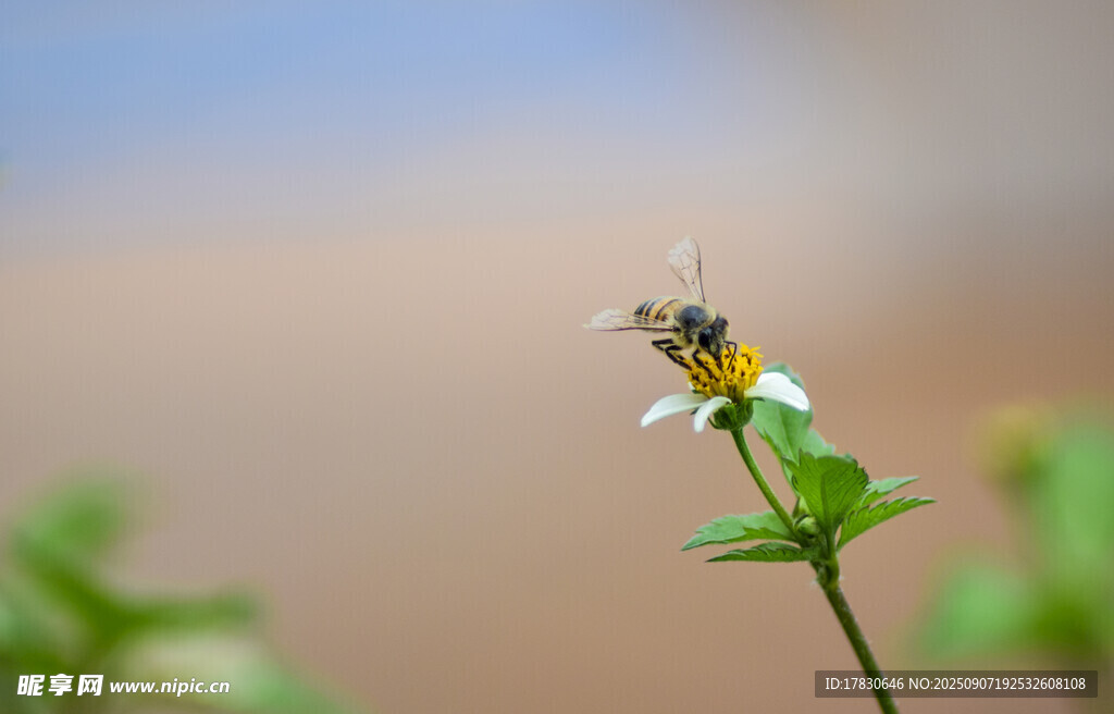 蜜蜂