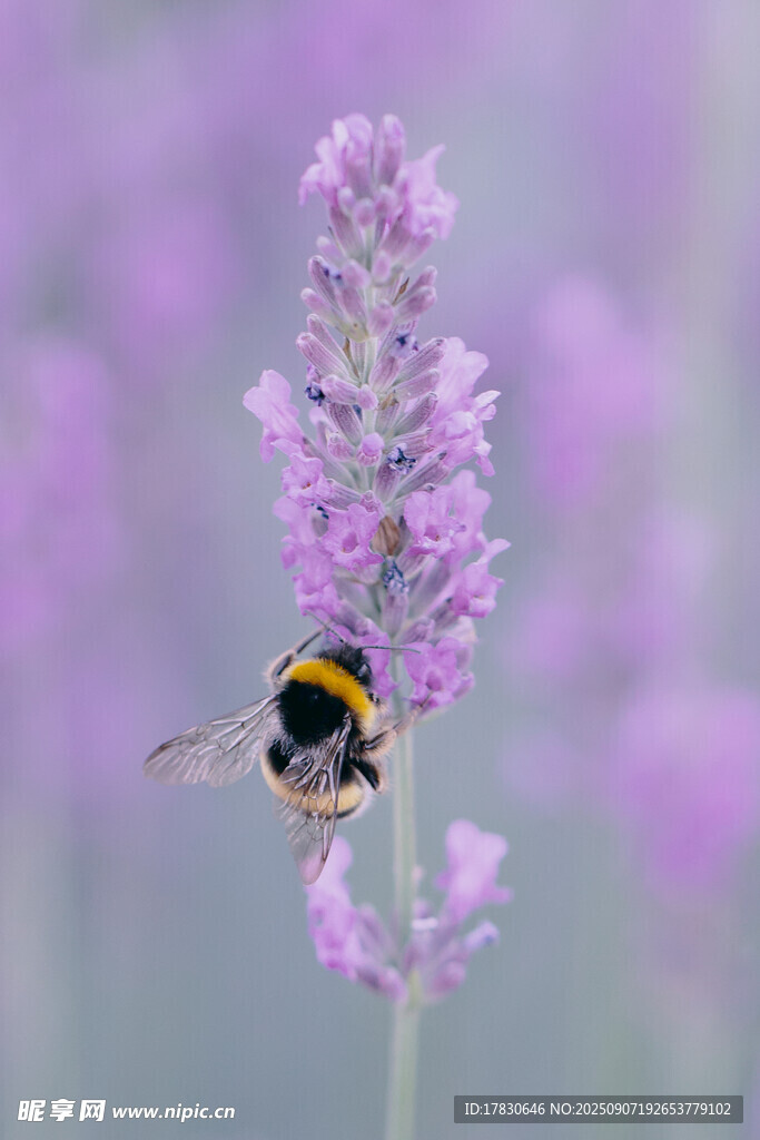 蜜蜂