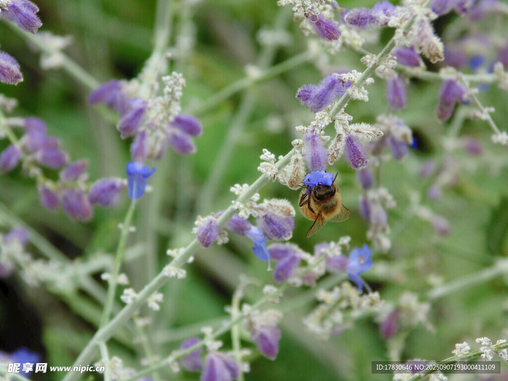 蜜蜂