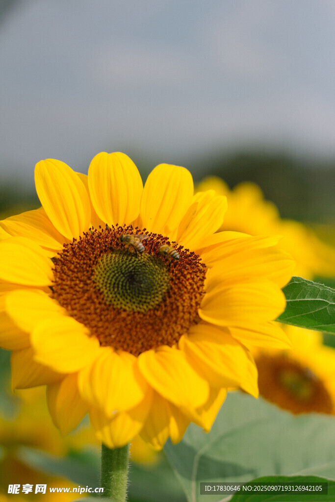 蜜蜂