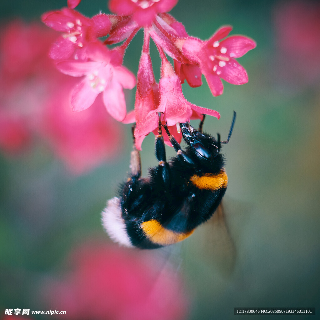 蜜蜂