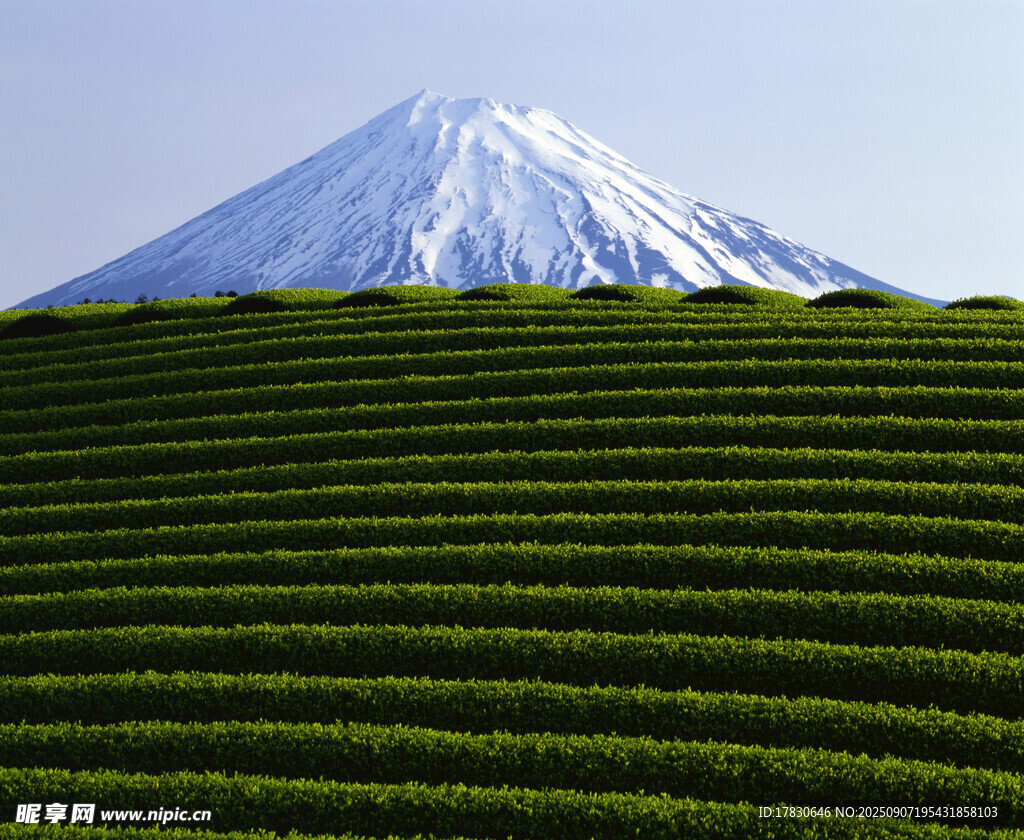 富士山下的翠绿茶园