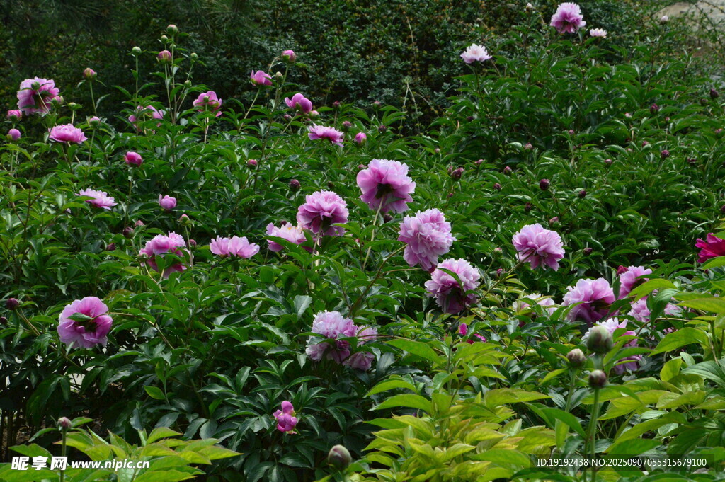 芍药花  