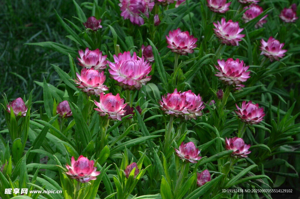 蜡菊  