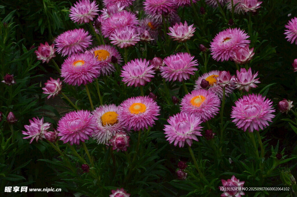 蜡菊  