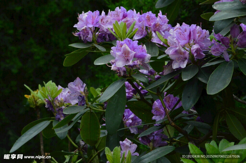  杜鹃花  