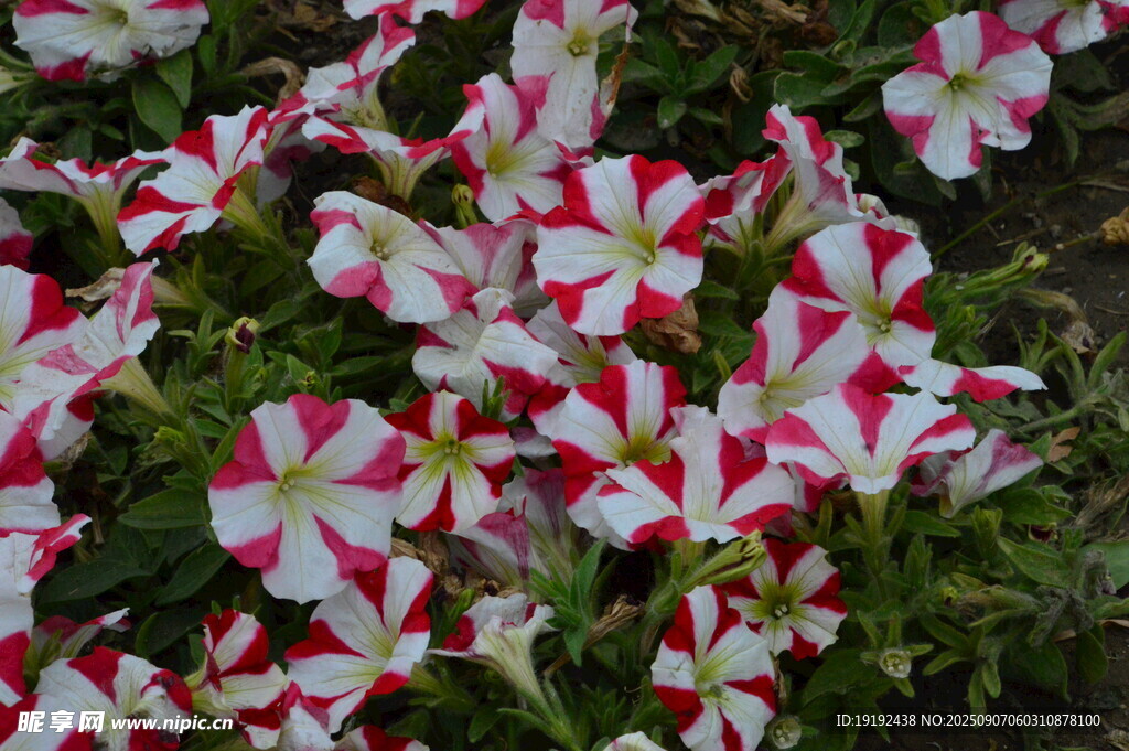 矮牵牛花  