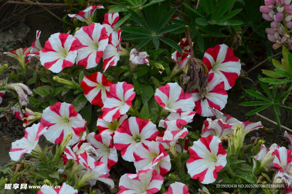 矮牵牛花 