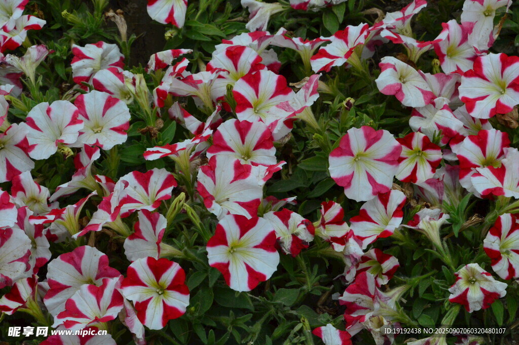 矮牵牛花  