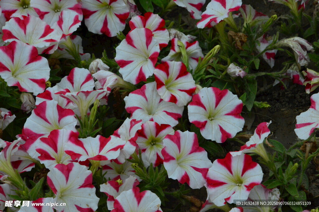 矮牵牛花 