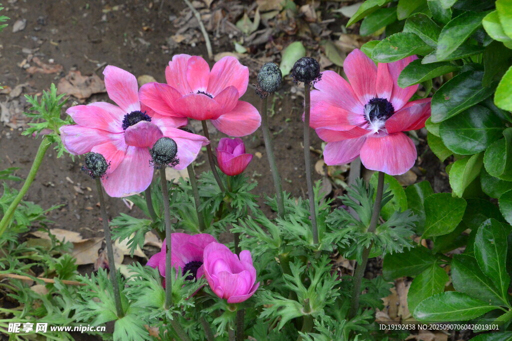银莲花 