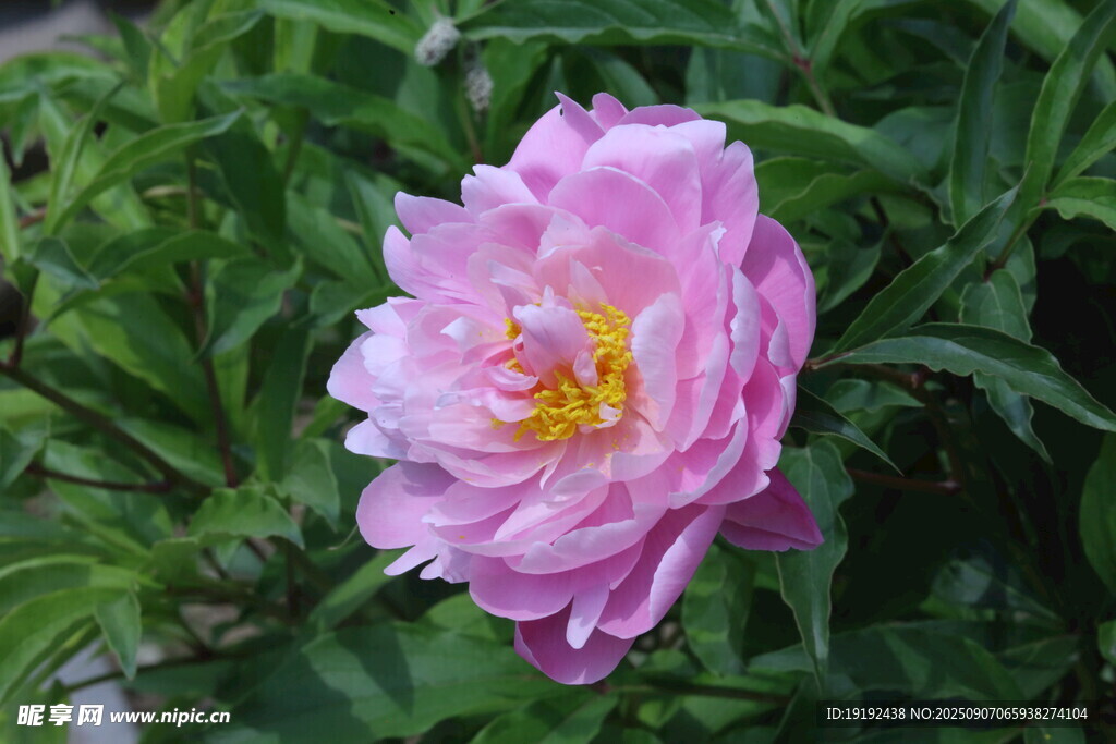 芍药花  