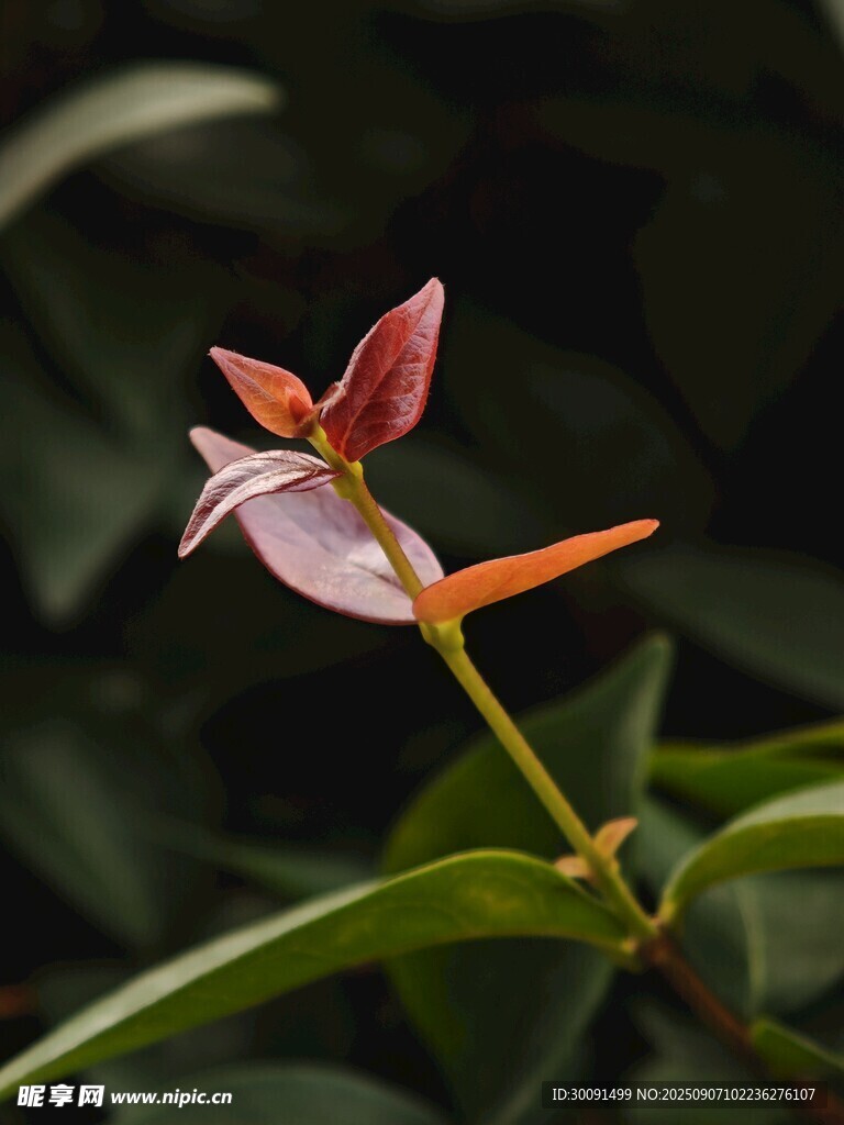 娇艳单花绽放