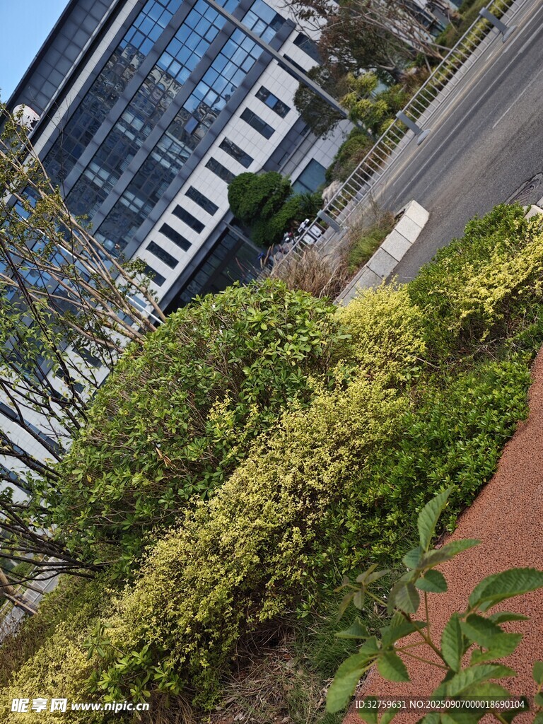 城市街边绿植景观