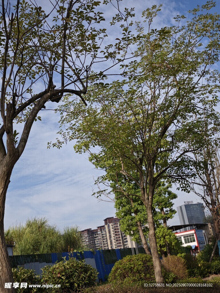 春日户外树木与建筑景致