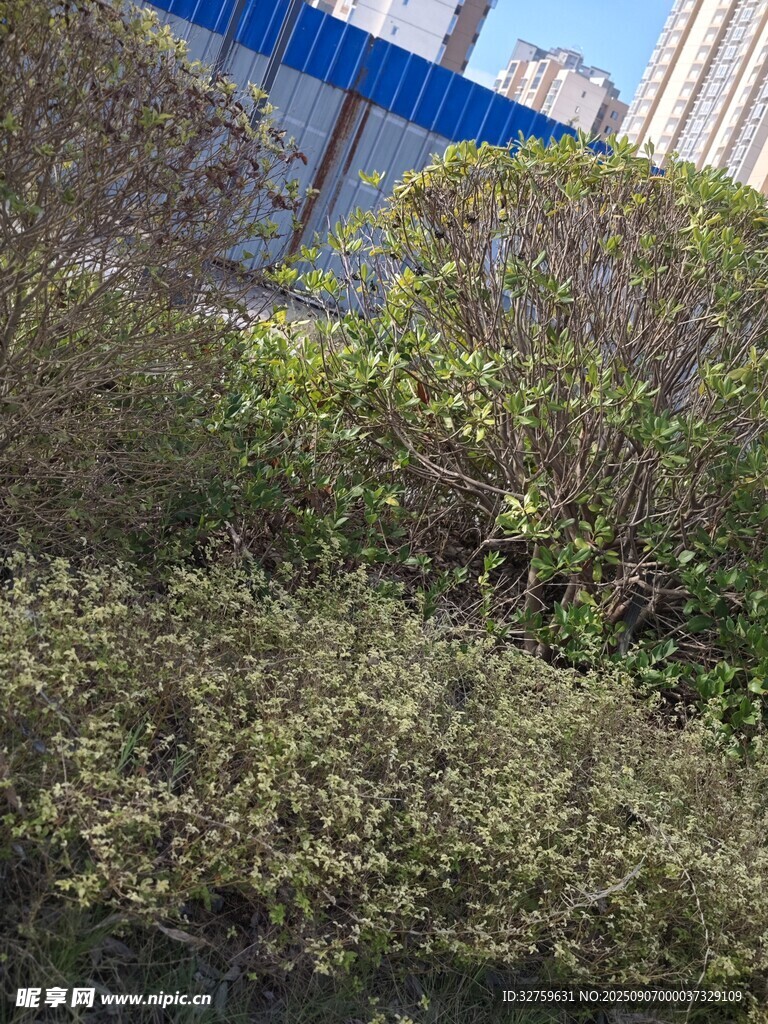 城市中的繁茂绿植景观