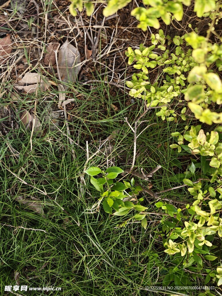 草丛中的绿色植物