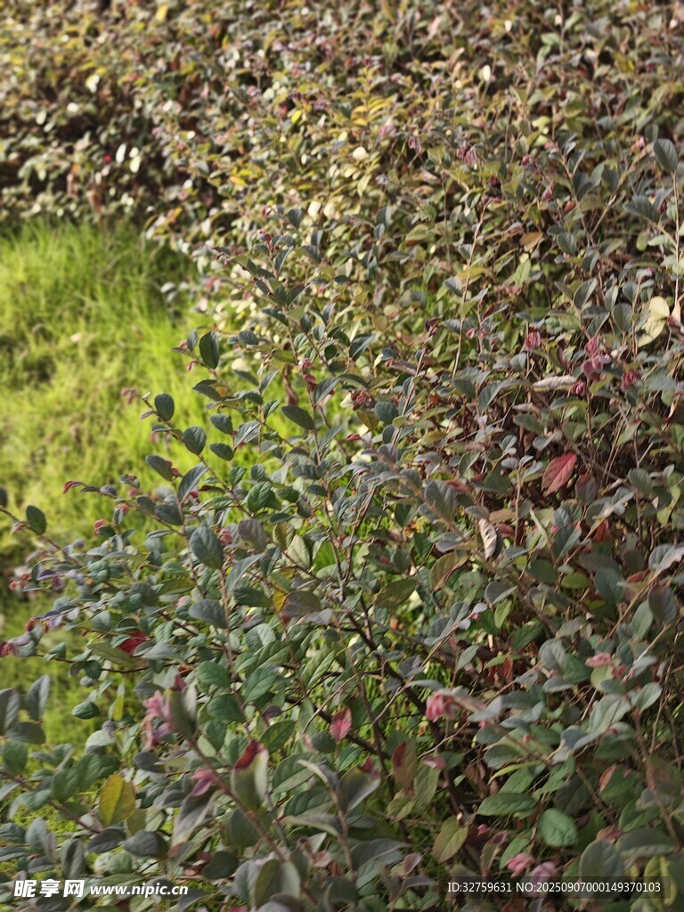 繁茂绿植景观
