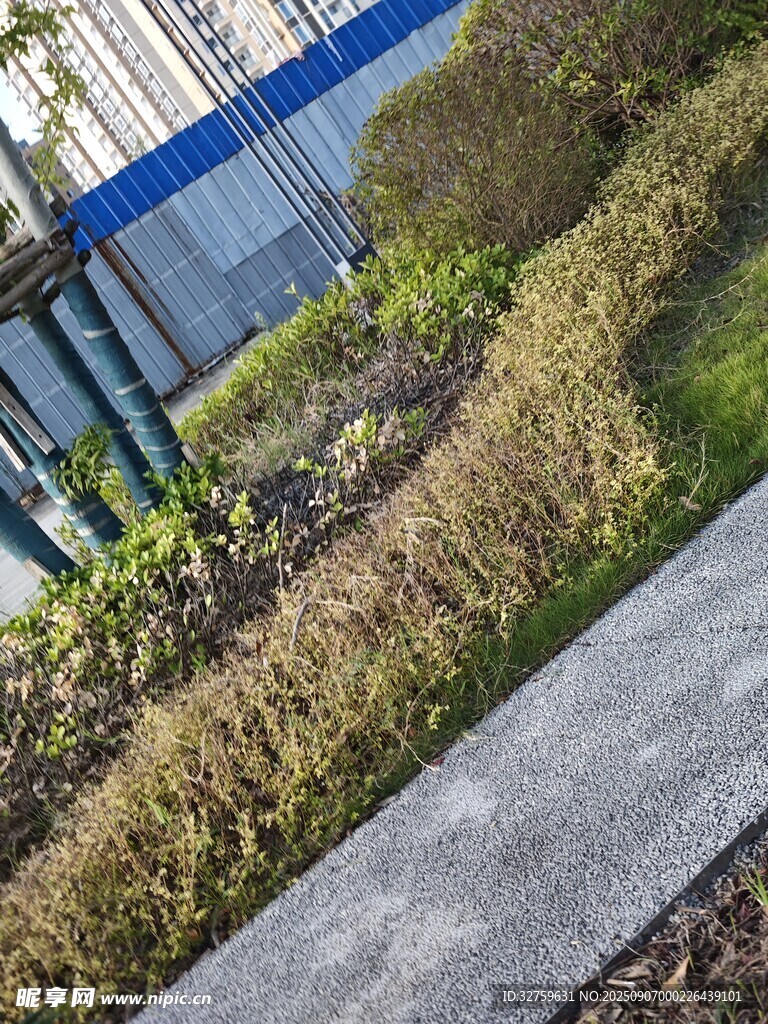 户外绿植旁的灰色步道