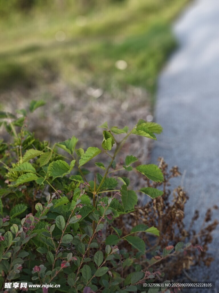 路边绿植特写