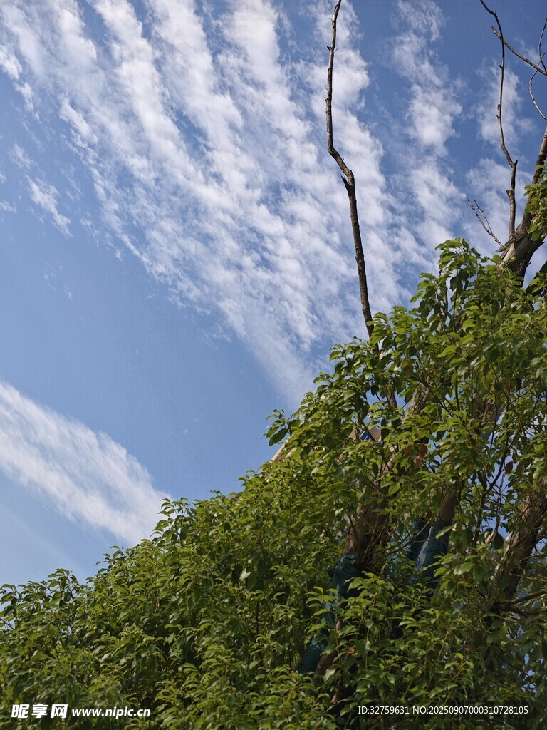 蓝天绿树间的清新景致