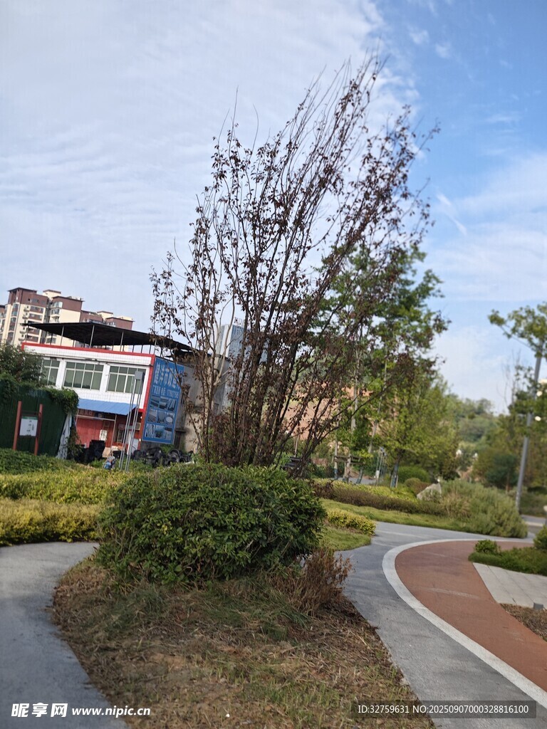 城市公园中的绿植与小径