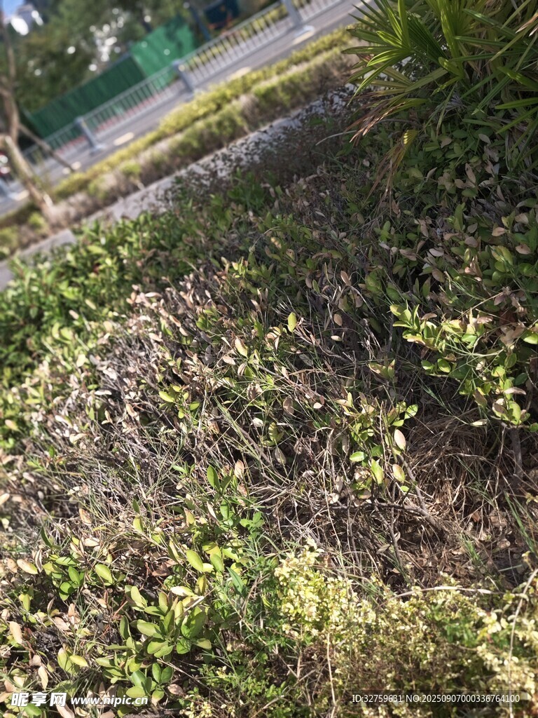 地面绿植与杂草景象