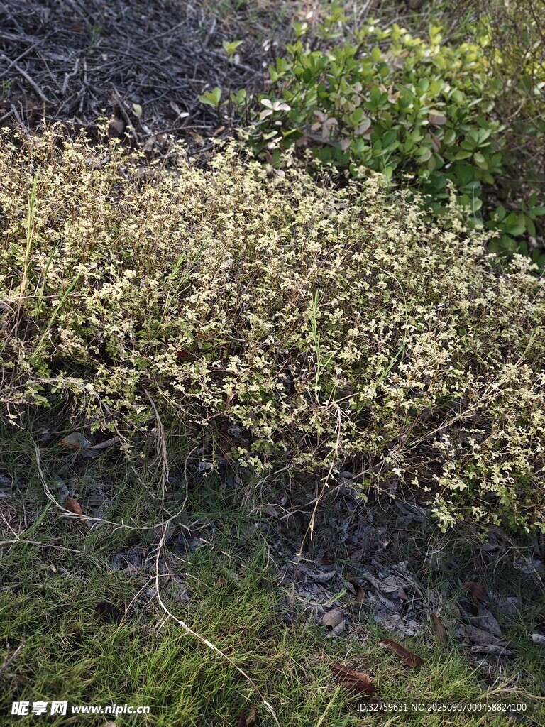 地面丛生的黄绿植物