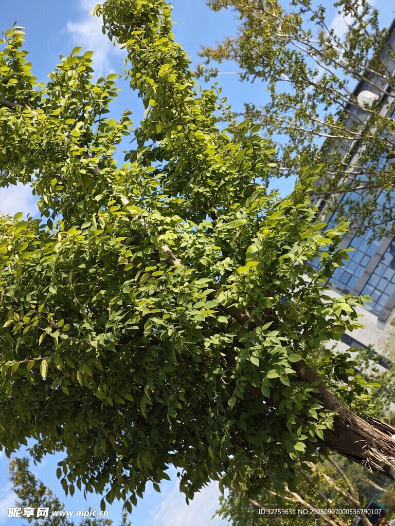 阳光下的葱郁绿树