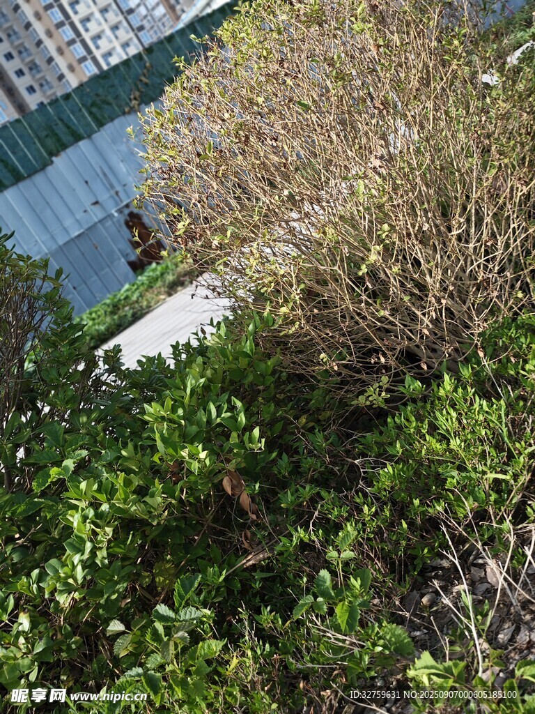 城市中的绿植景观