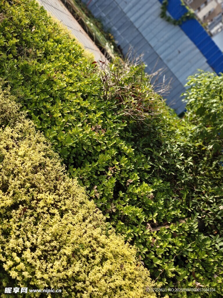 繁茂绿植景观