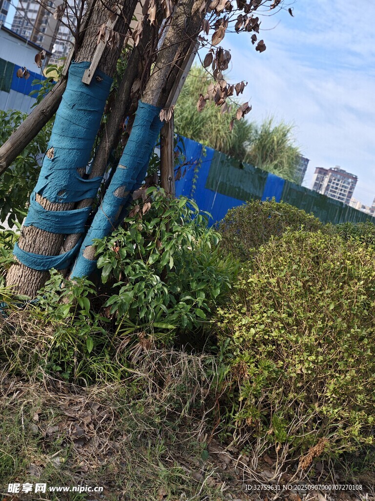 户外绿植与蓝色包裹树木