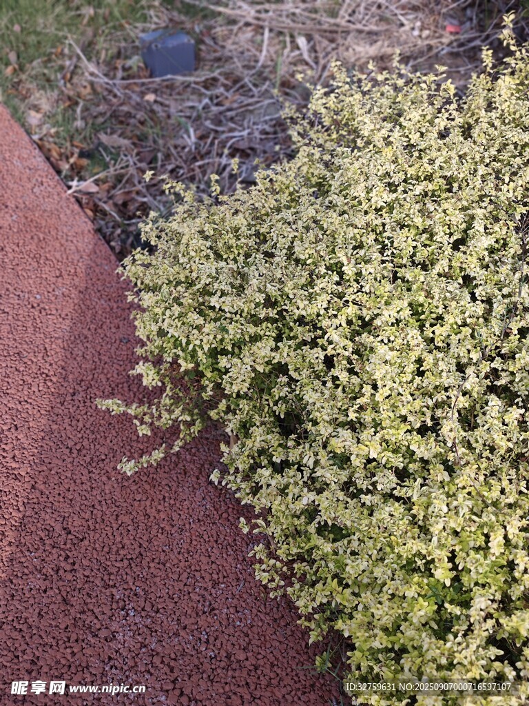 路边翠绿繁茂的低矮植物